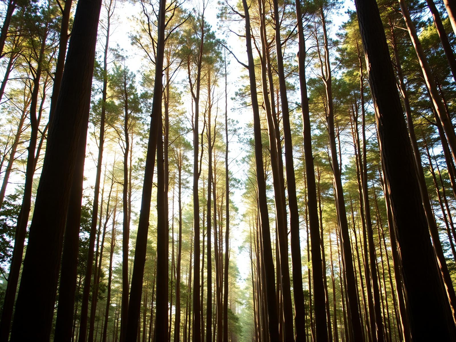 Tall trees with sunlight filtering through the canopy