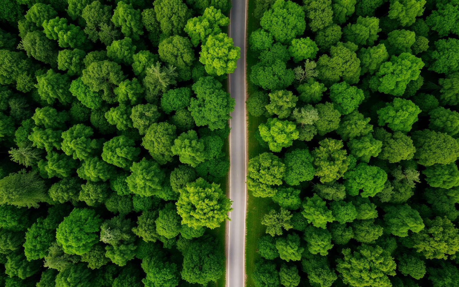Aerial view of a road through a forest